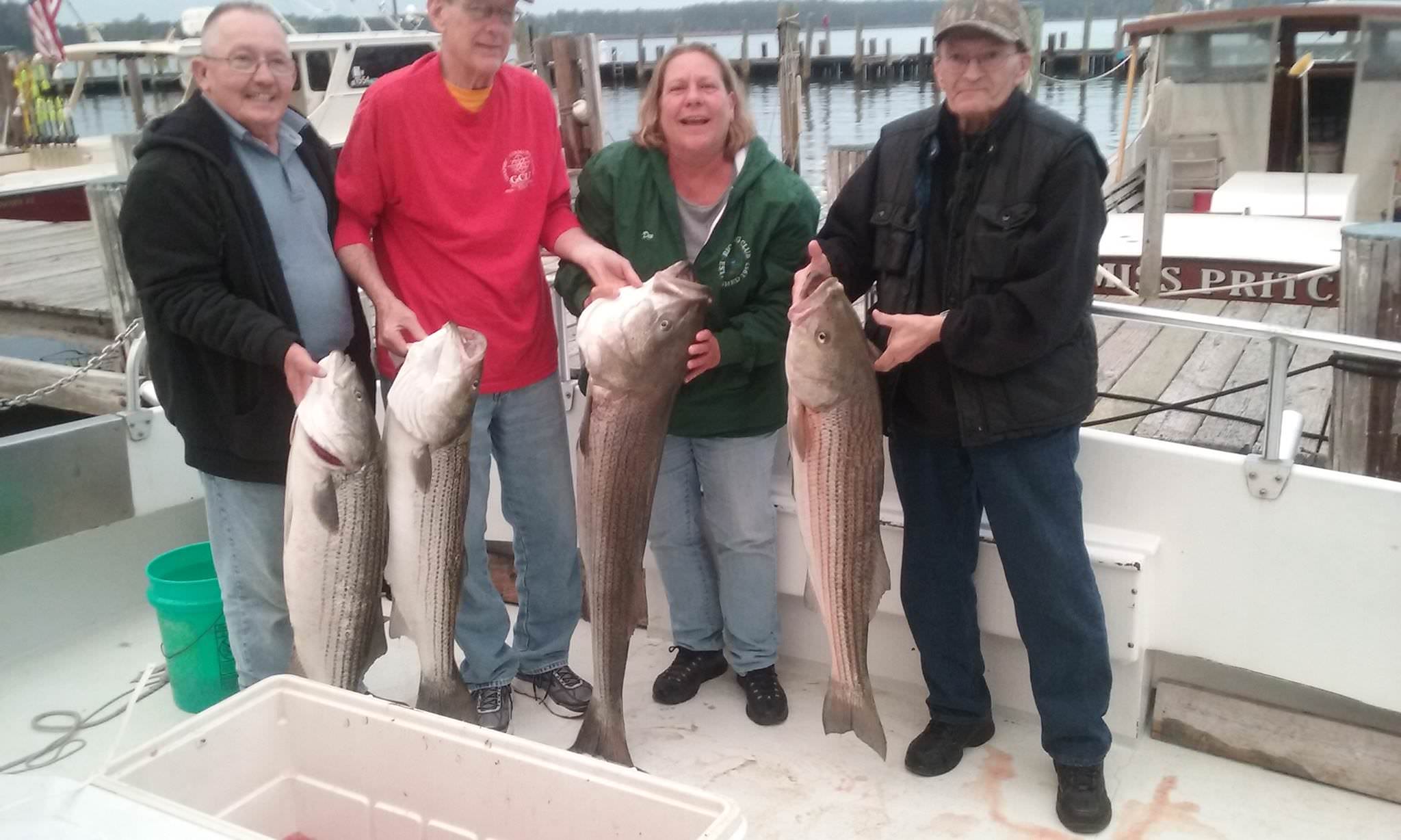 Four BIG Maryland Rockfish!