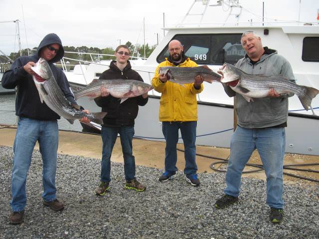 A Full Limit Of Rockfish By 7am! Maryland Chesapeake Bay Fishing Charters