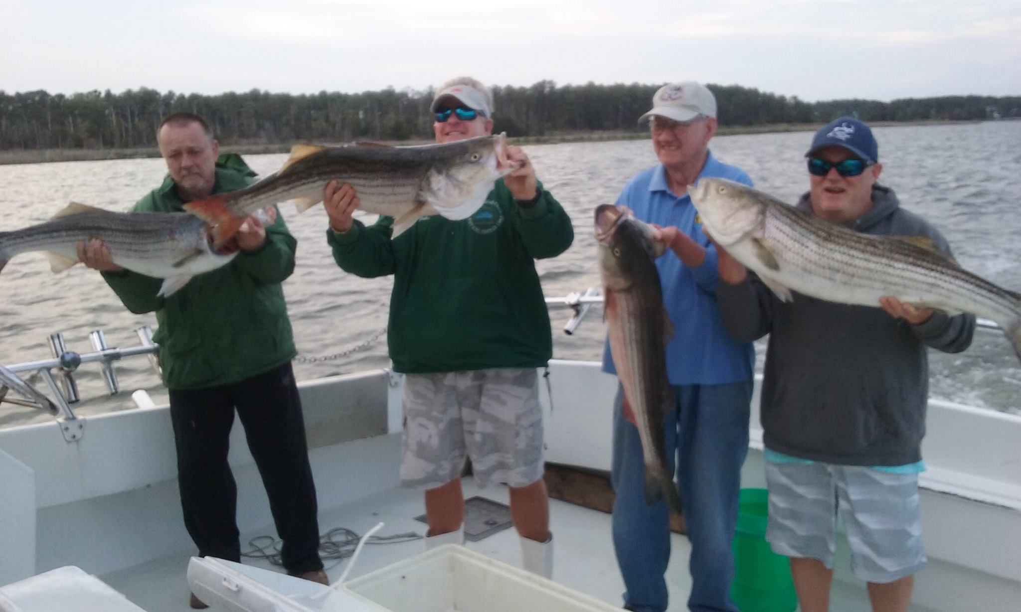 Four More Trophy Maryland Rockfish!