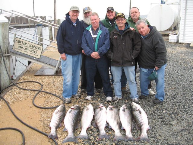 More BIG Striped Bass Today! Maryland Chesapeake Bay Striped Bass Fishing Charters!