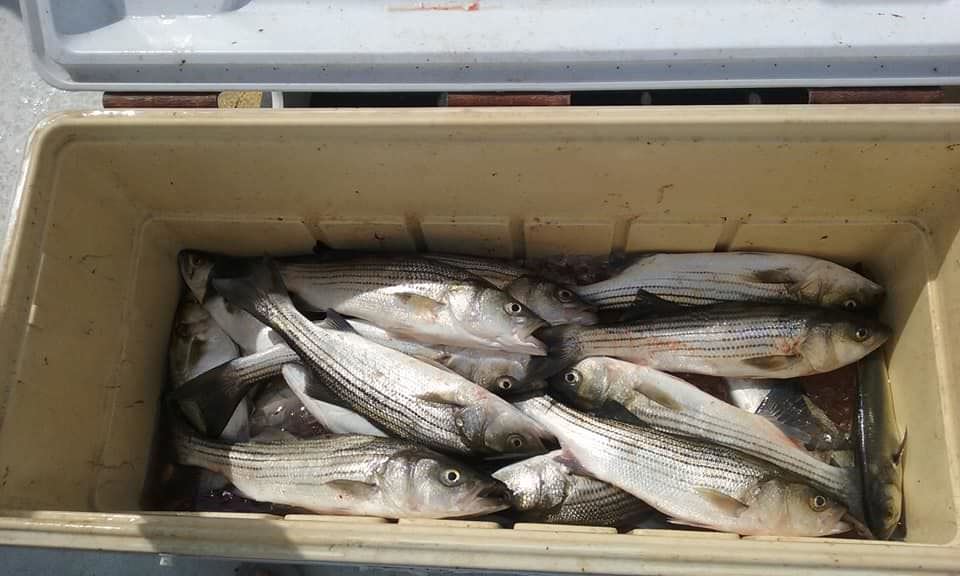 Rockfish and Bluefish Caught in Maryland