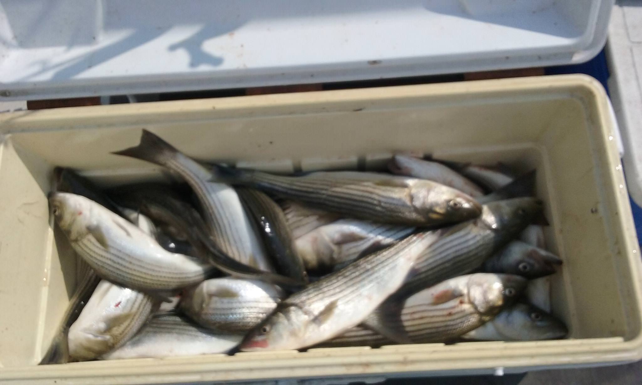 Another Limit Of Rockfish On The Chesapeake Bay!