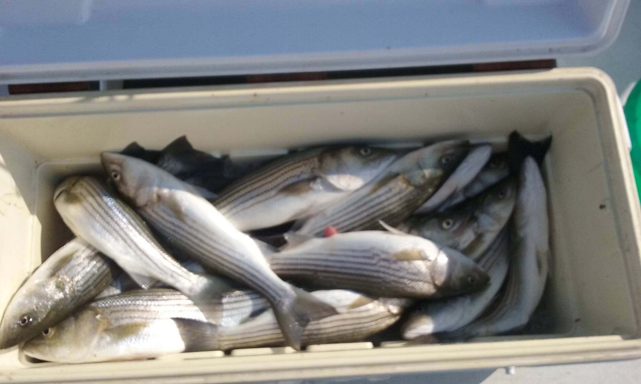 Another Limit Of Rockfish Caught While Live-Lining!