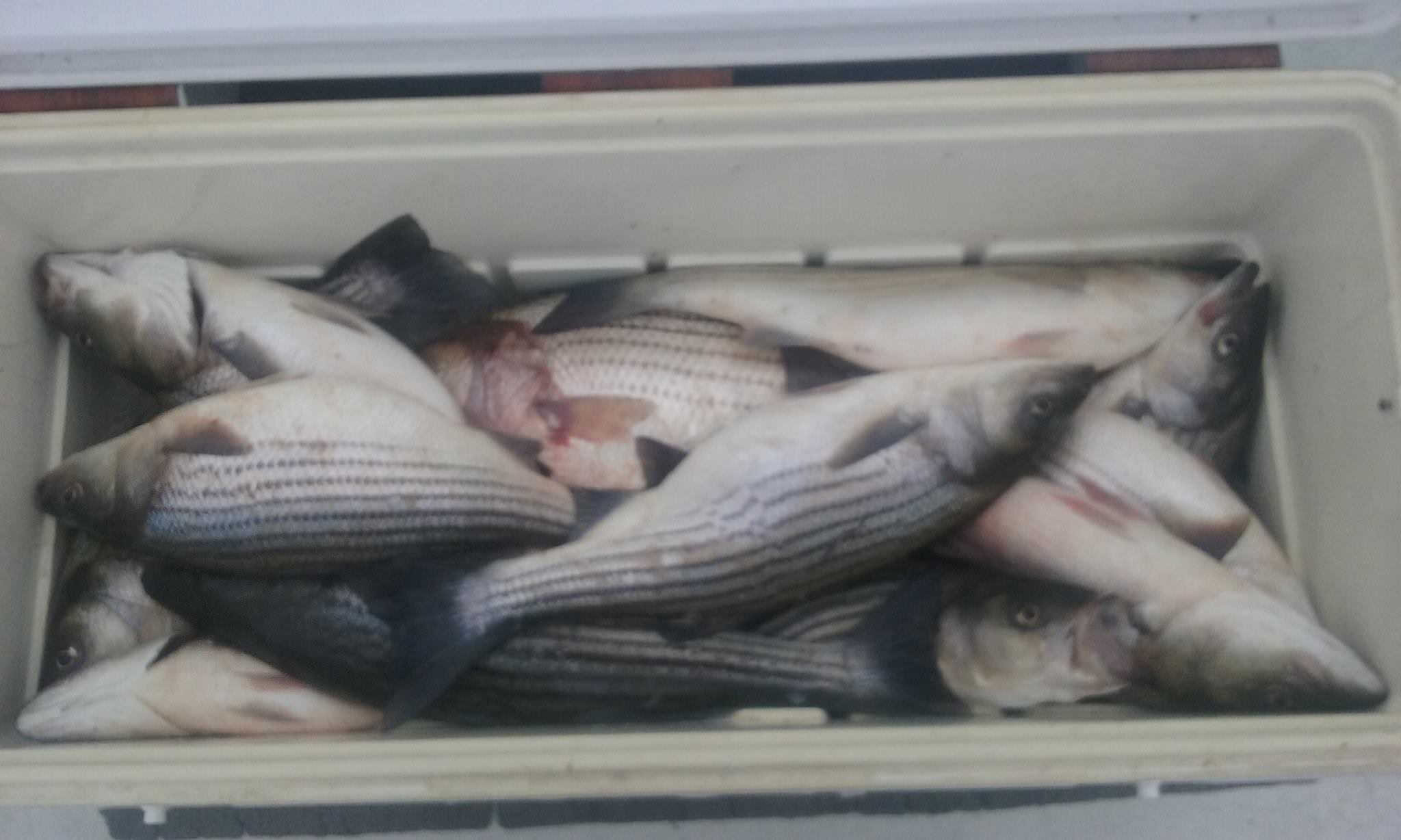 Fall Fishing for Rockfish on the Chesapeake Bay!