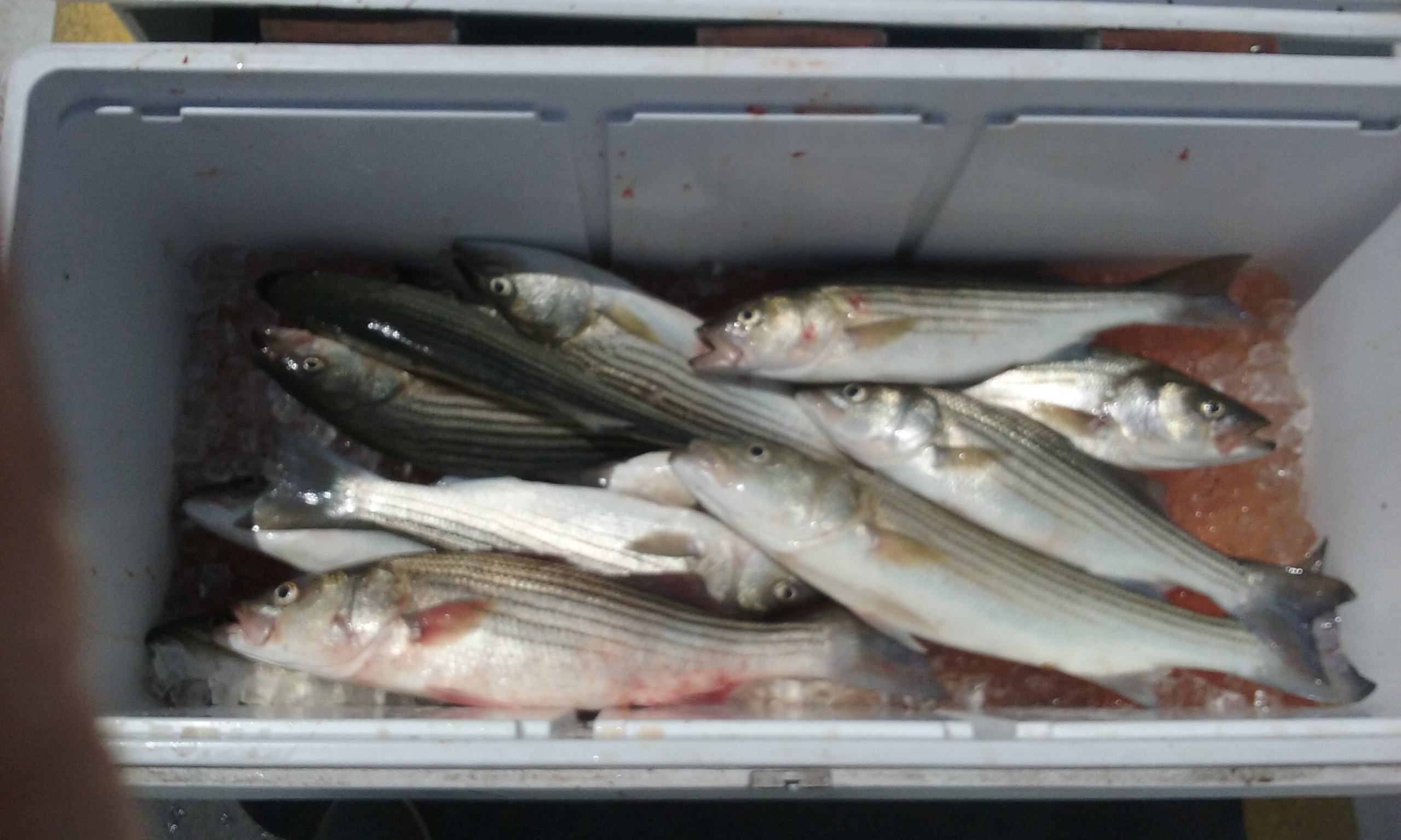 This Is What A Limit of Summer Stripers Looks Like!