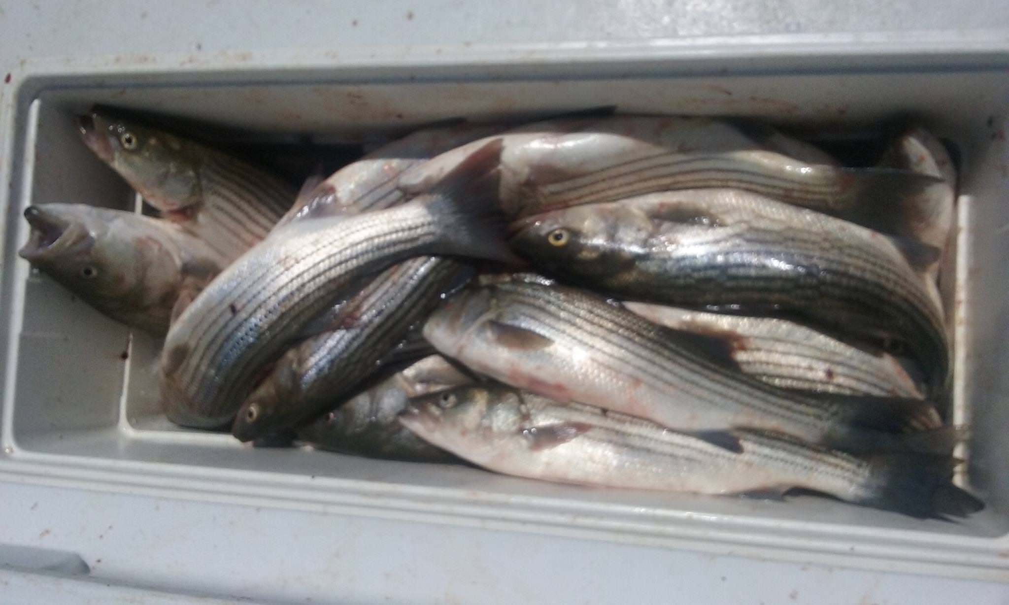 Cooler Shot Of A Full Limit Of Chesapeake Bay Rockfish - Maryland Fishing Charters