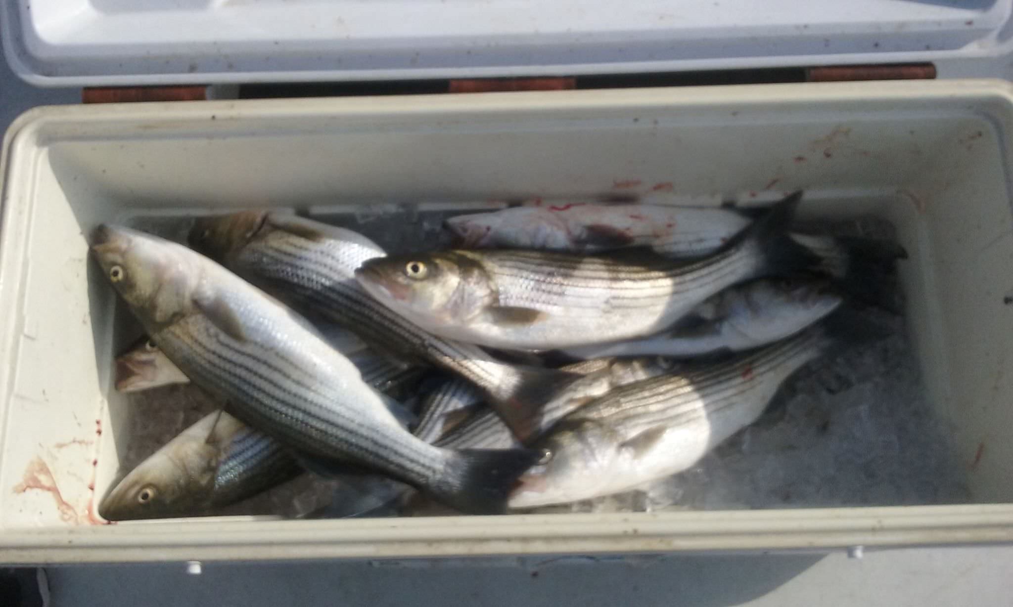 A Cooler Full Of Summer Stripers!