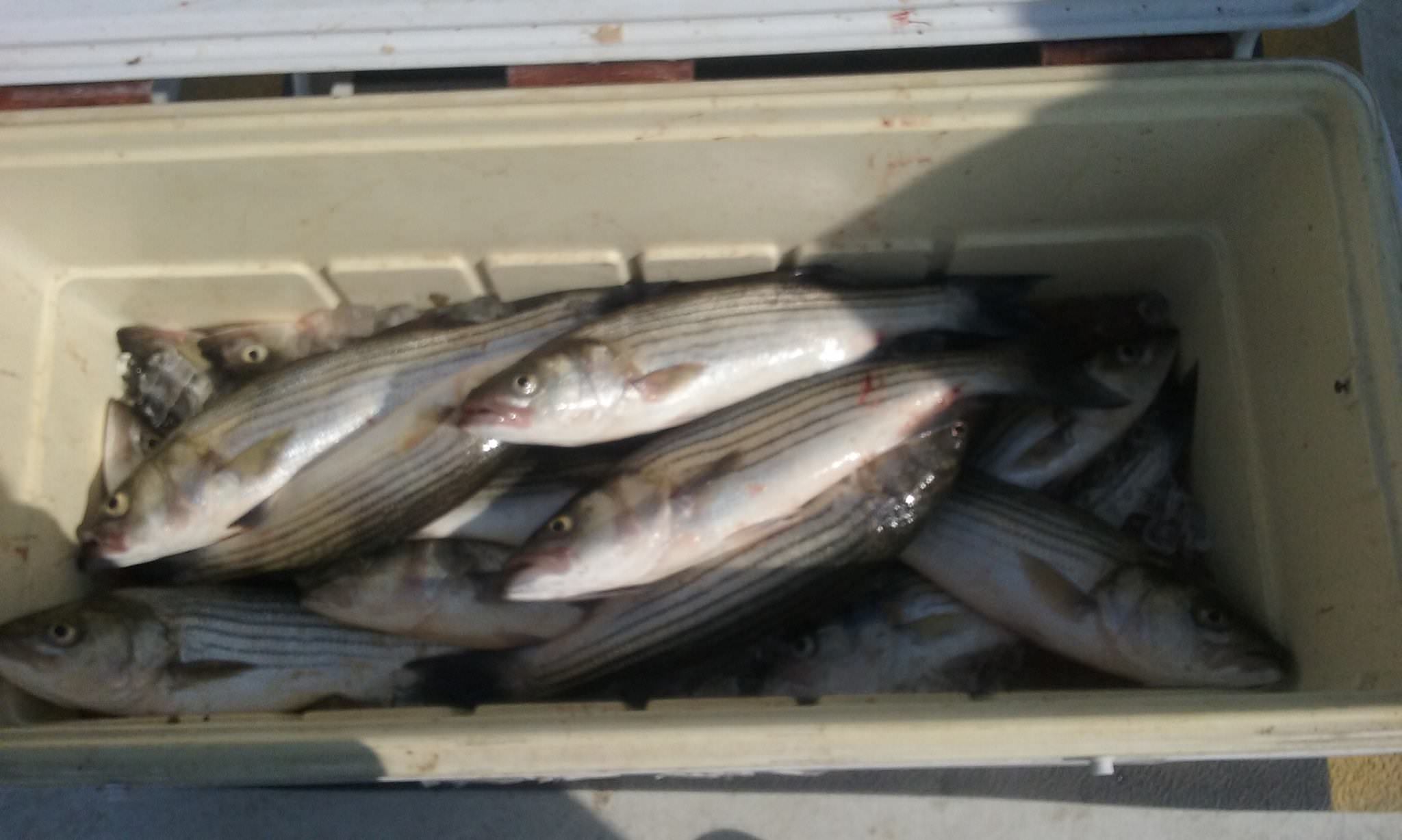 Fishing out of Kent Narrows on the Chesapeake Bay!