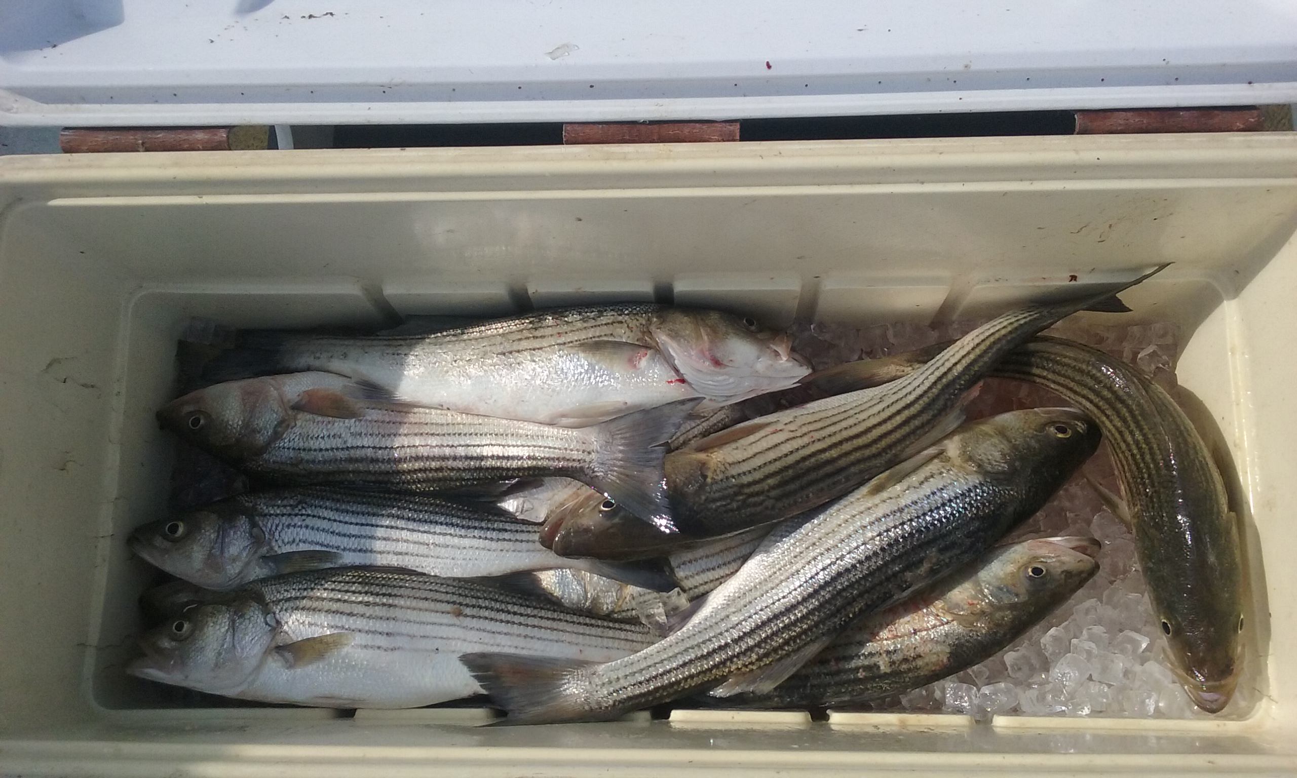 Another Cooler Full of Chesapeake Bay Rockfish