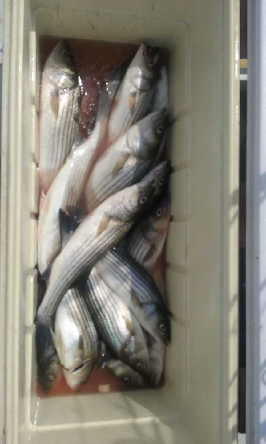 Maryland Rockfish Caught on the Chesapeake Bay