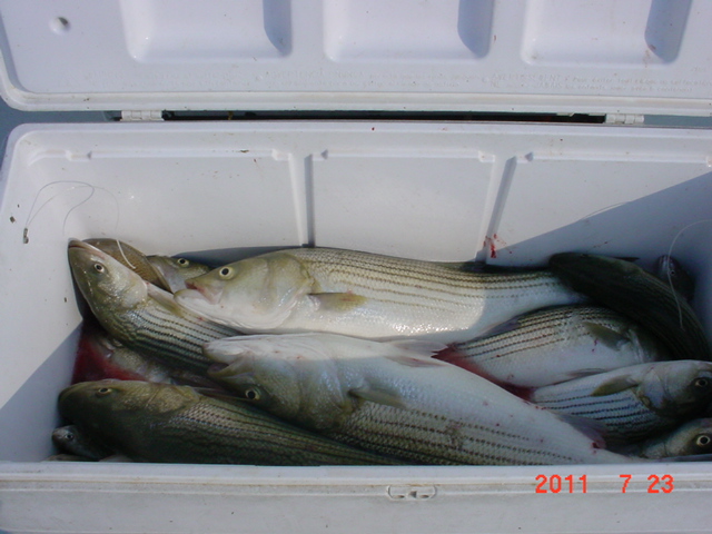 Maryland Rockfish Charters On The Chesapeake Bay