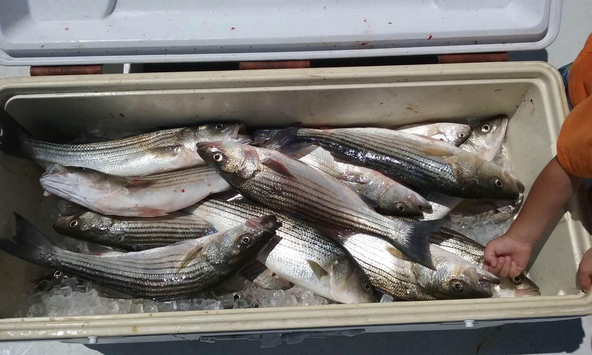 Here Is Another Cooler Full of Rockfish!