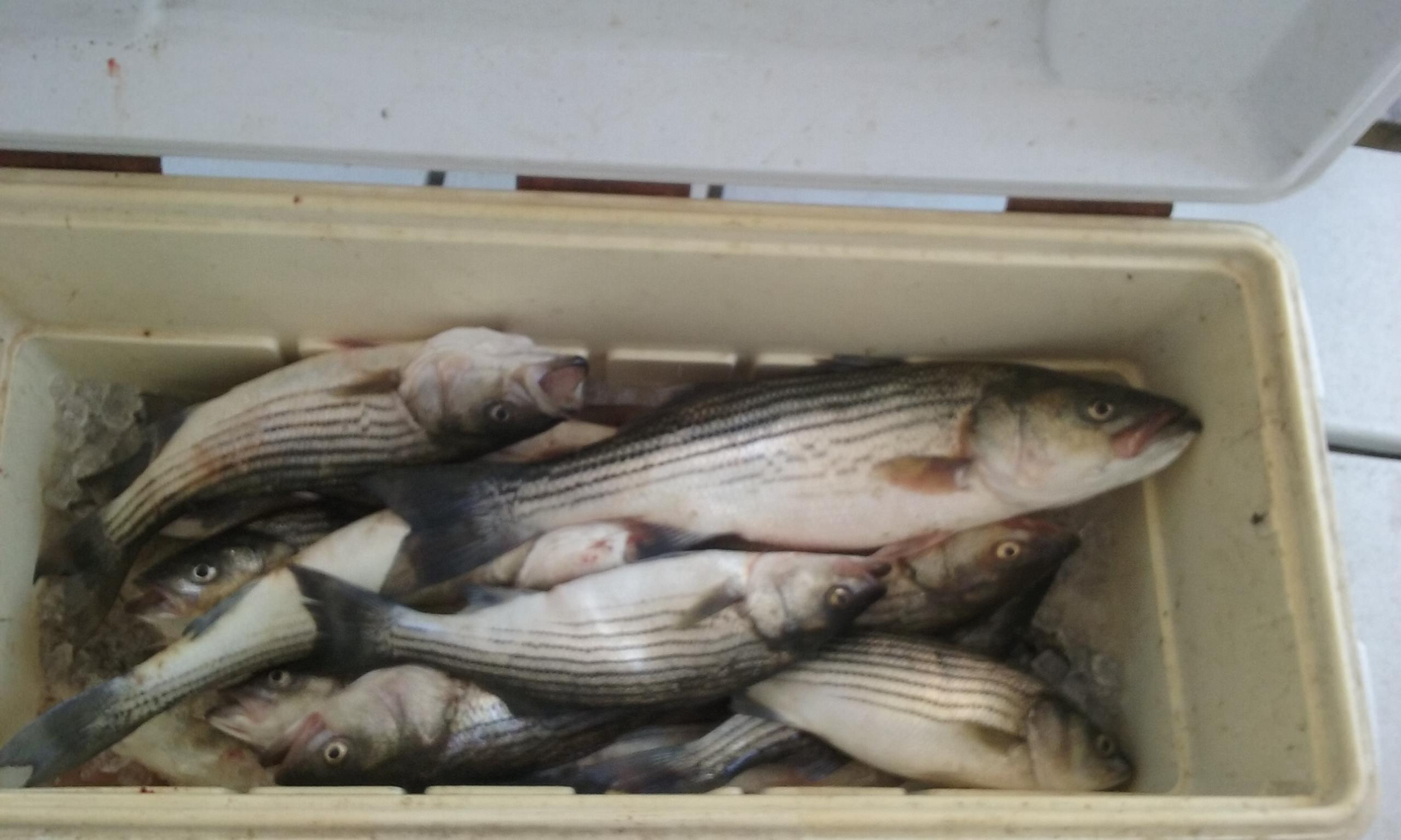 A Limit of Maryland Rockfish for 10 People!