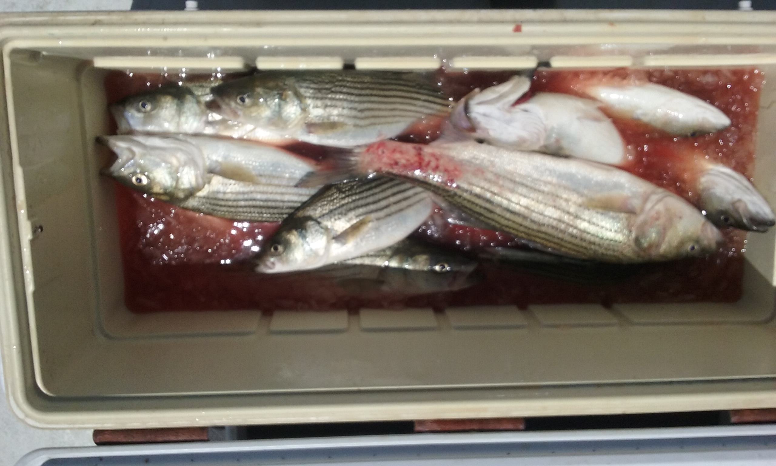 Another Cooler Full of Rockfish Caught in Maryland!
