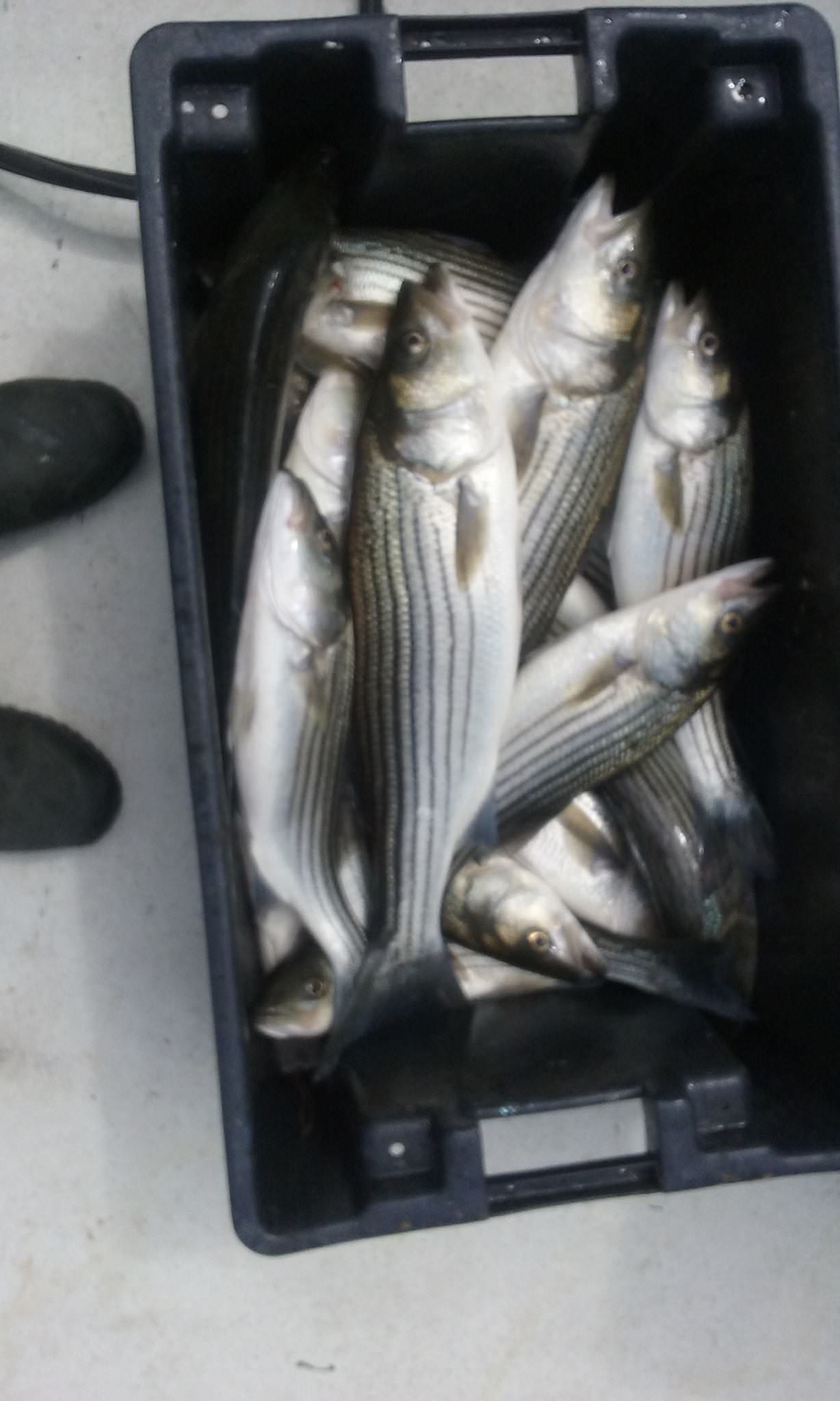This Is What A Limit Of Striped Bass Looks Like!