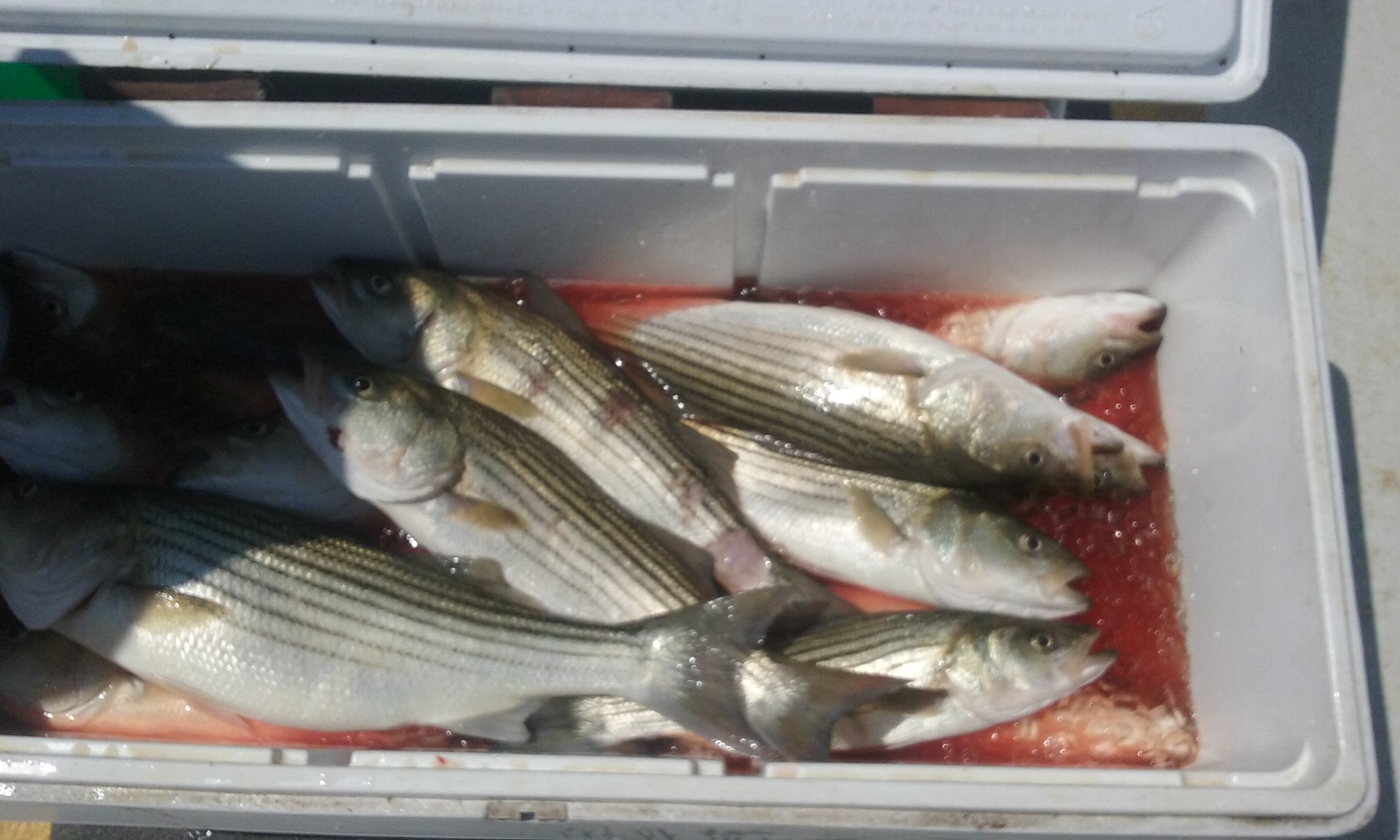 Maryland Chesapeake Bay Striped Bass!