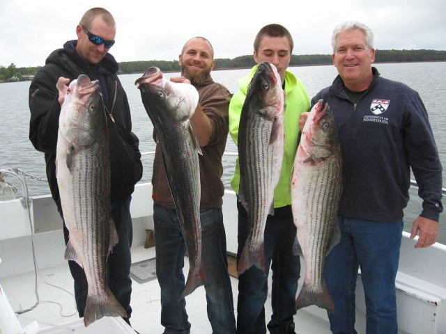 BIG Chesapeake Bay Striped Bass From Maryland's Eastern Shore! - Maryland Chesapeake Bay Fishing Charters