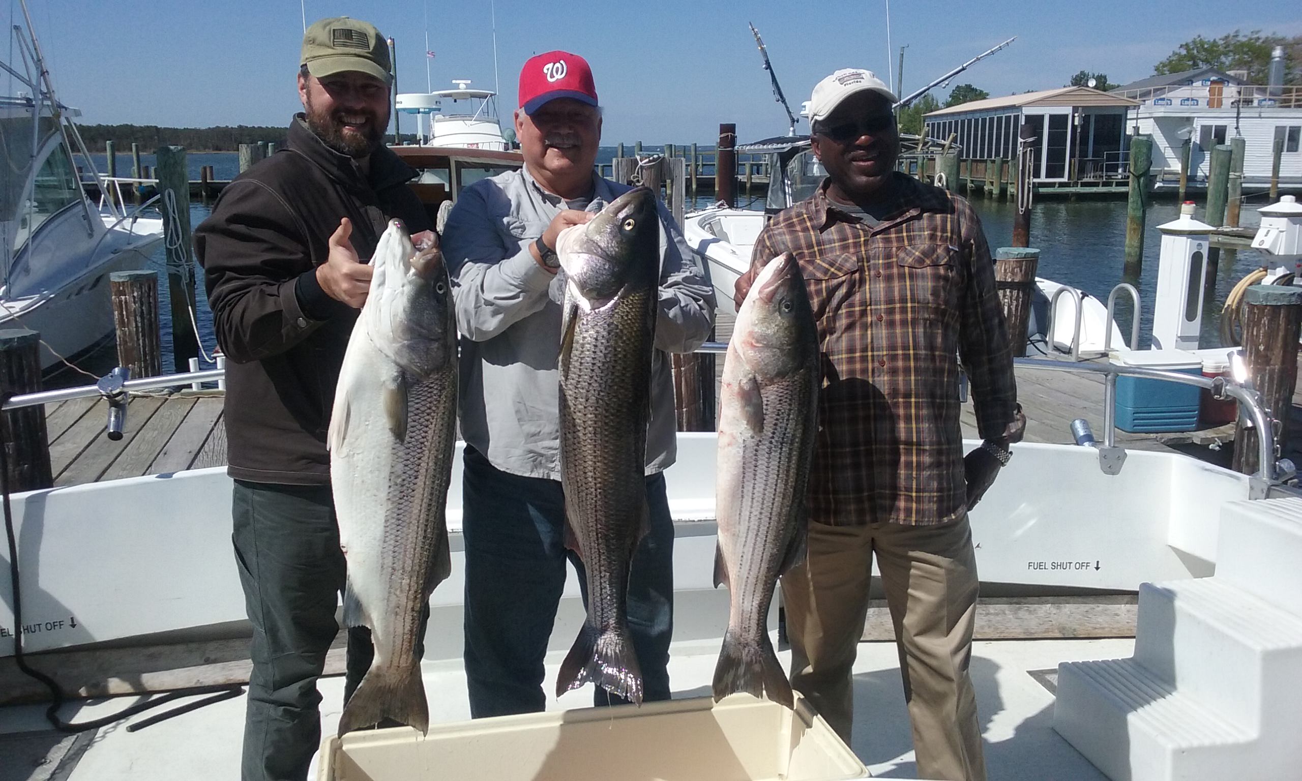 Three BIG Maryland Trophy Rockfish!