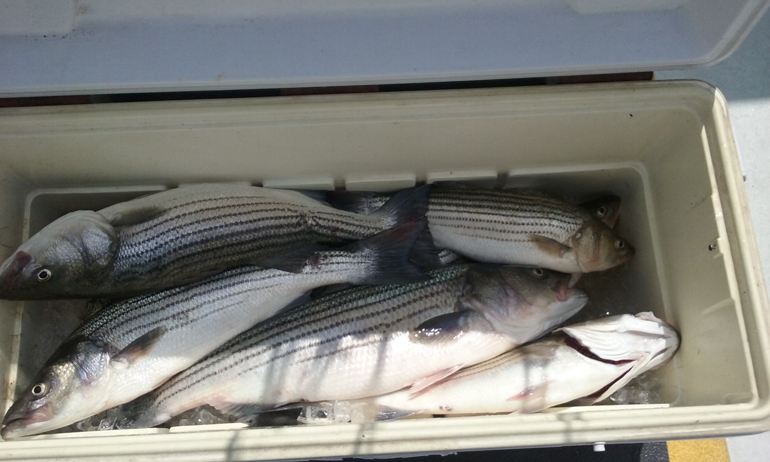 Here's A Cooler Shot of our Rockfish Catch!