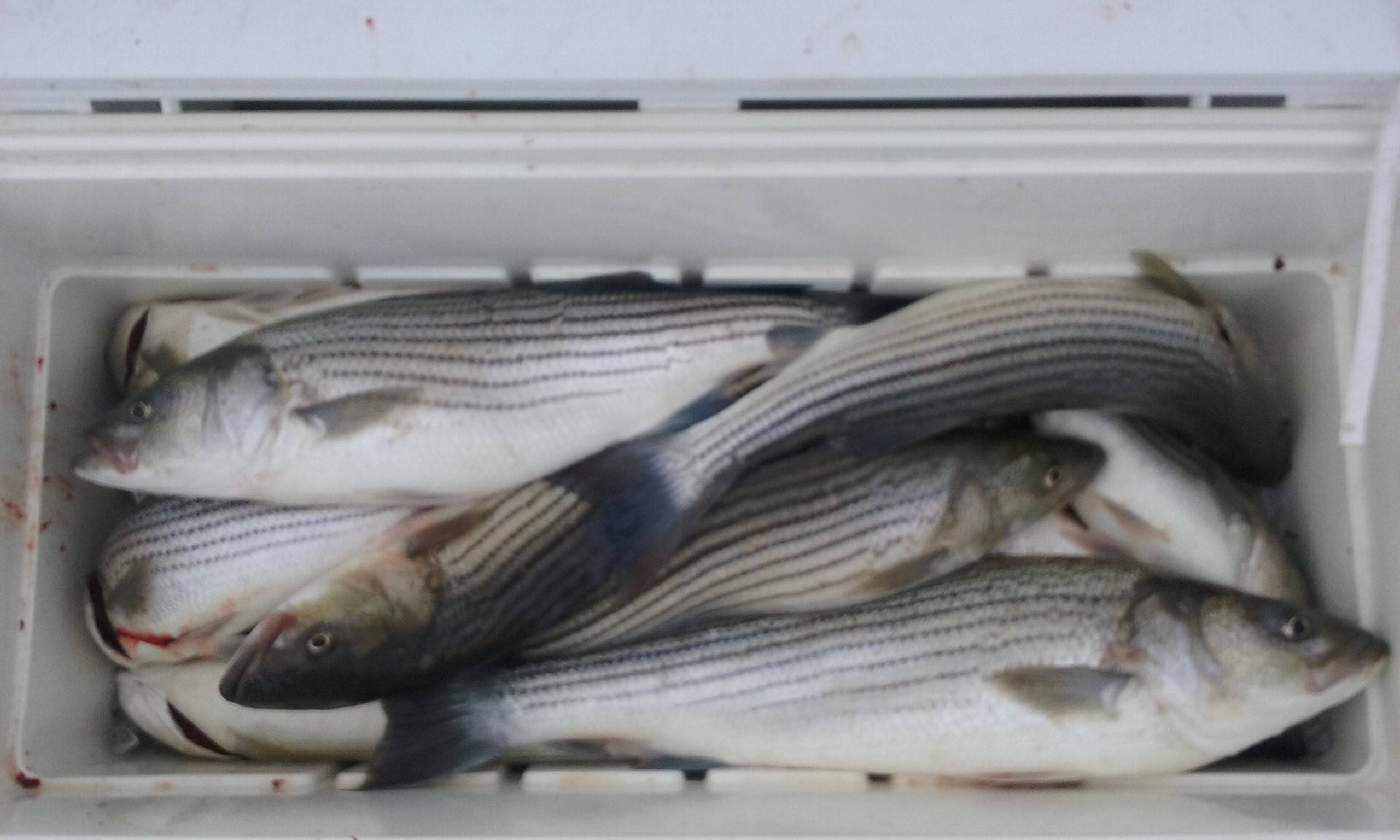 Another Cooler Full of Maryland Rockfish!