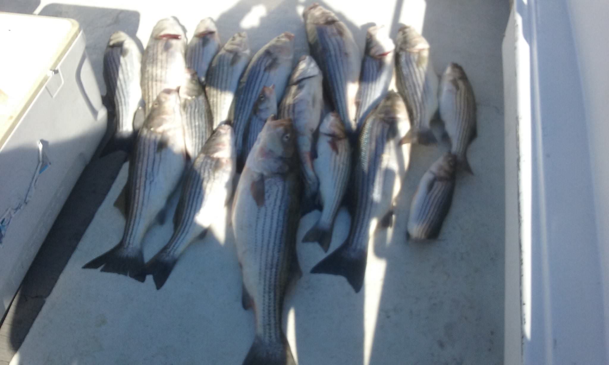 Big Limit Of Maryland Rockfish!