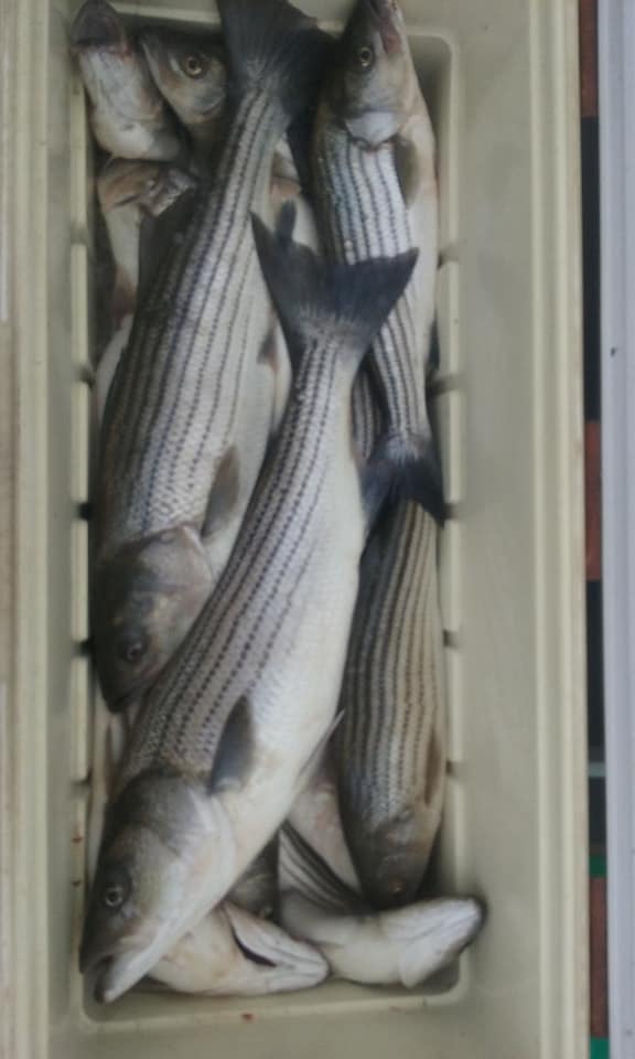 Great Catch of Maryland Rockfish!