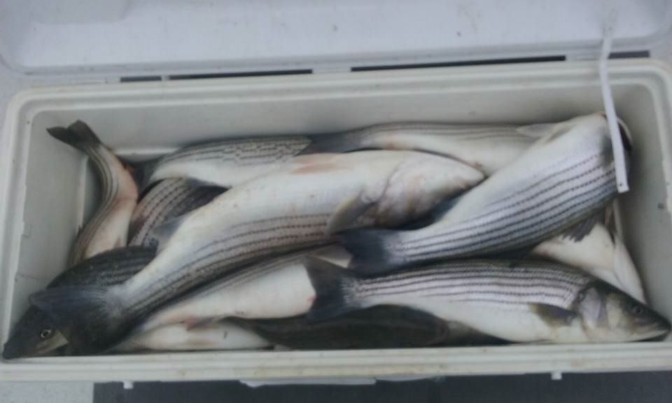 A Full Cooler Of Maryland Rockfish!
