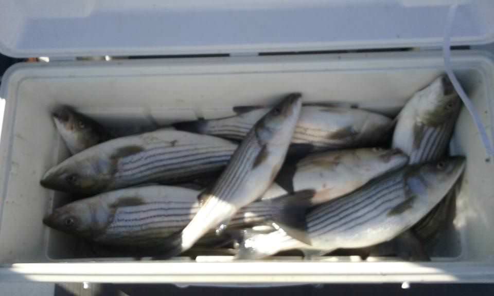 Another Fine Day of Rockfishing on the Chesapeake Bay!