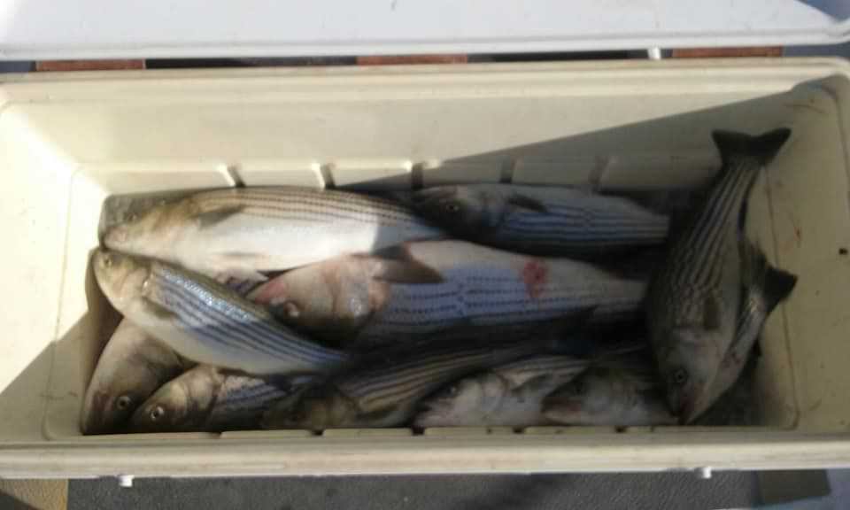 A Limit of Maryland Chesapeake Bay Rockfish!