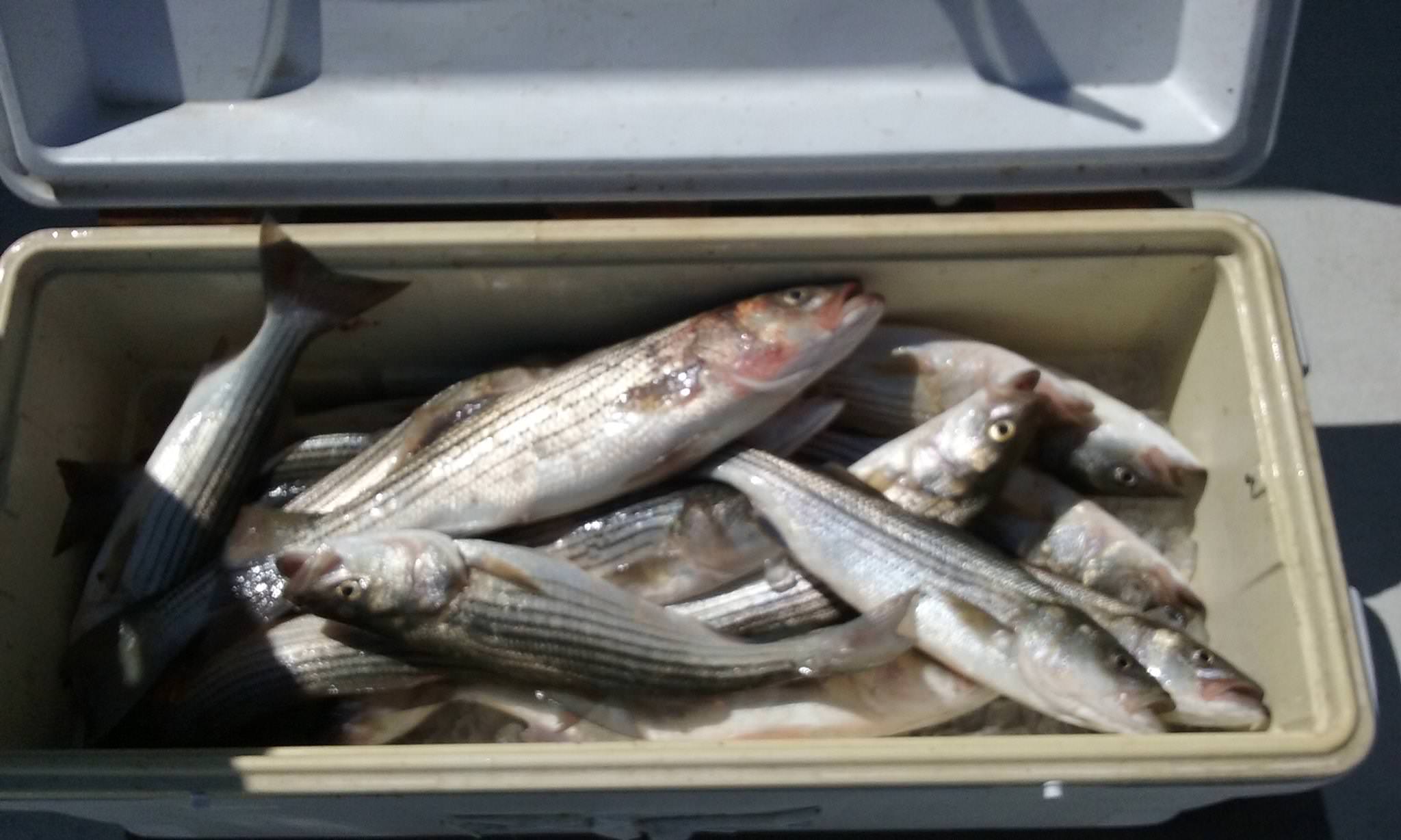 Here Is What A Limit Of Rockfish Caught By 9 People Looks Like!