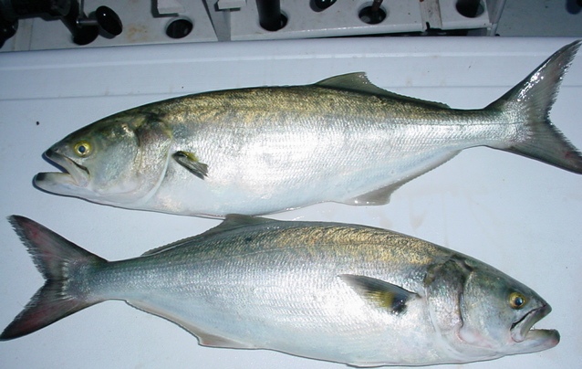 Five-pound bluefish from Maryland's Chesapeake Bay!