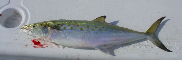 Spanish Mackerel on Maryland's Chesapeake Bay