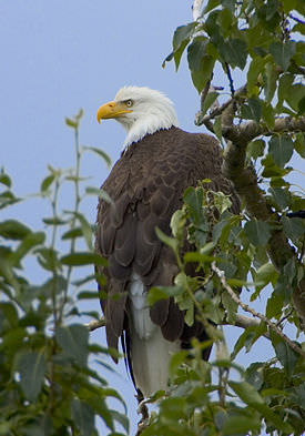 Bald Eagle On Maryland's Eastern Shore!