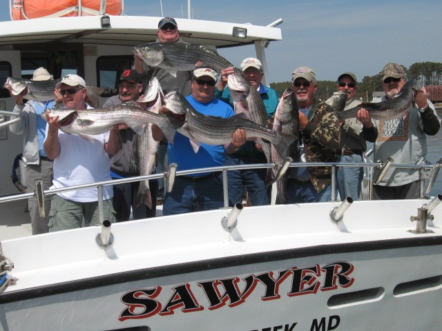 Trophy Chesapeake Bay Rockfish! - Sawyer Chesapeake Bay Fishing Charters!