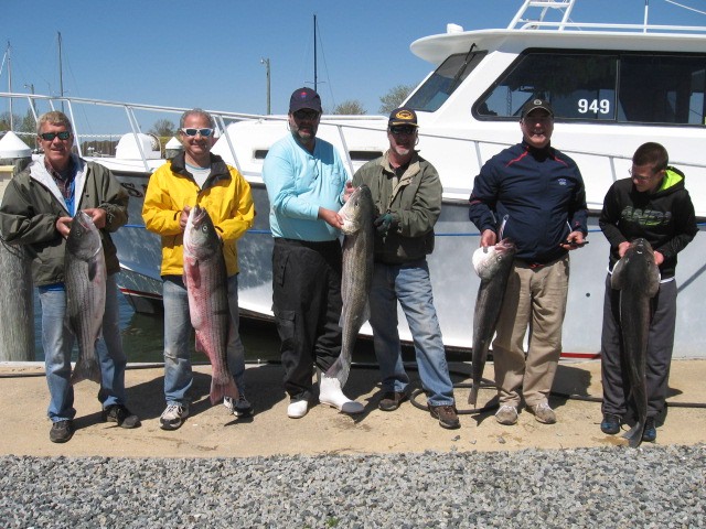 Another Nice Catch of Chesapeake Bay Rockfish - Sawyer Chesapeake Bay Fishing Charters