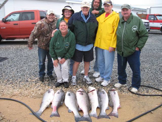 Big Rockfish From The Chesapeake Bay - Sawyer Chesapeake Bay Fishing Charters