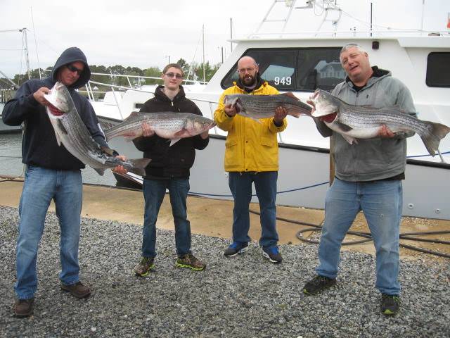 Another Catch Of BIG Rockfish On The Bay - Sawyer Chesapeake Bay Fishing Charters