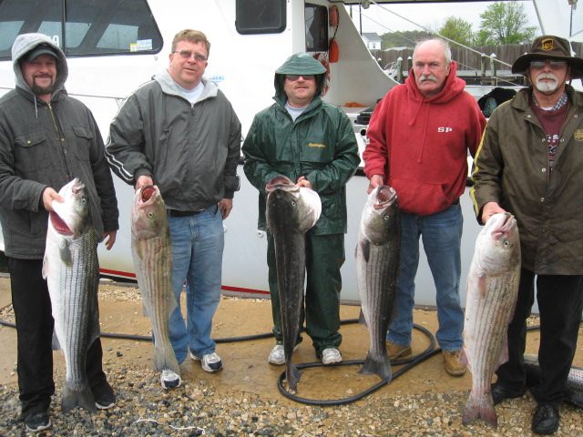 Full Limit Of Chesapeake Bay Striped Bass!