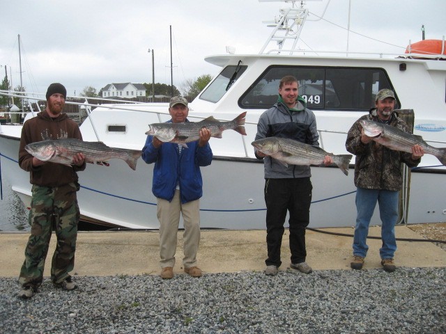 A Fine Catch Of Maryland Rockfish From The Chesapeake Bay! Sawyer Chesapeake Bay Striped Bass Fishing Charters