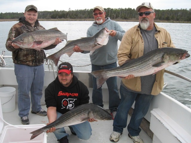 Four BIG Chesapeake Bay Rockfish From Maryland's Eastern Shore!