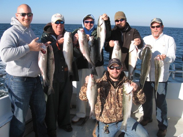 A Full Limit Of Chesapeake Bay Rockfish Caught While Trolling! Sawyer Chesapeake Bay Fishing Charters From Maryland's Eastern Shore!