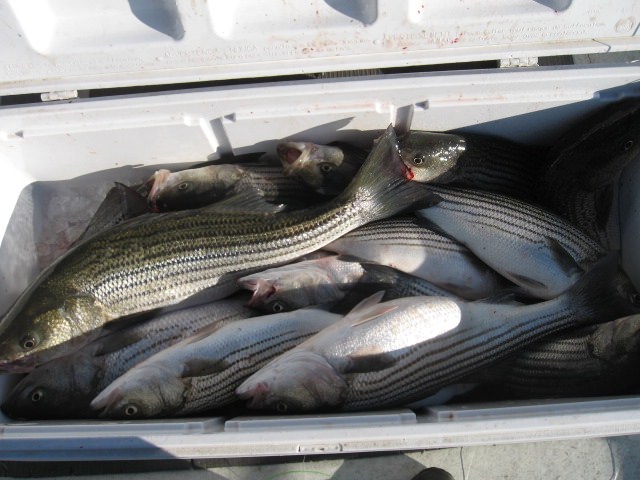 Another Cooler Full Of Maryland Rockfish Caught On The Chesaepeake Bay! Sawyer Chesapeake Bay Fishing Charters From Maryland's Eastern Shore!