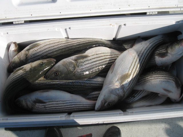 A Cooler Full Of Rockfish Caught On The Chesapeake Bay! Sawyer Chesapeake Bay Fishing Charters From Maryland's Eastern Shore!