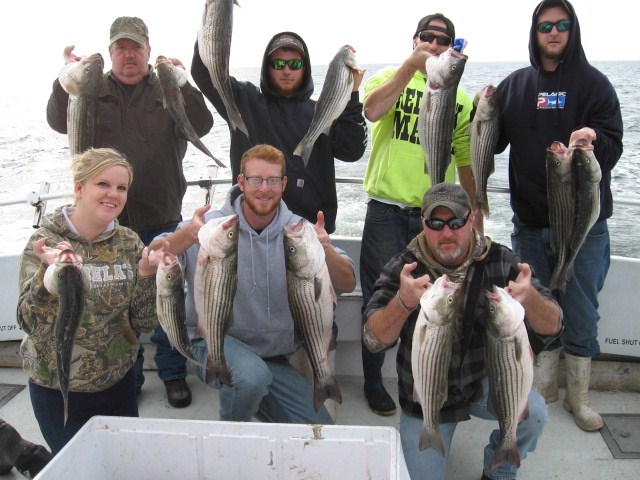 Full Limit Of Chesapeake Bay Striped Bass!