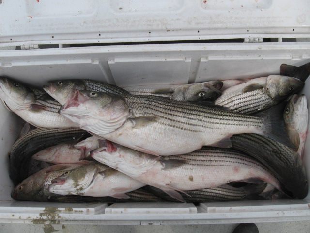 Another Cooler Full Of Rockfish! Sawyer Chesapeake Bay Fishing Charters From Maryland's Eastern Shore!