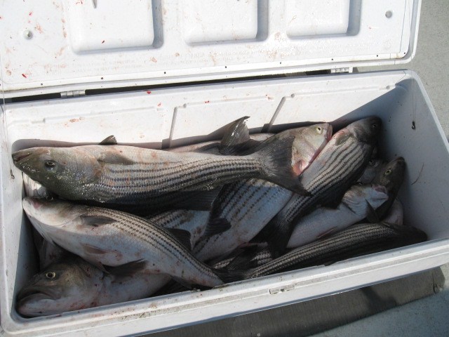 Chesapeake Bay Rockfish From Maryland's Eastern Shore! Sawyer Chesapeake Bay Fishing Charters From Maryland's Eastern Shore!