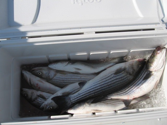 A Nice Cooler Full of Rockfish - Sawyer Chesapeake Bay Fishing Charters