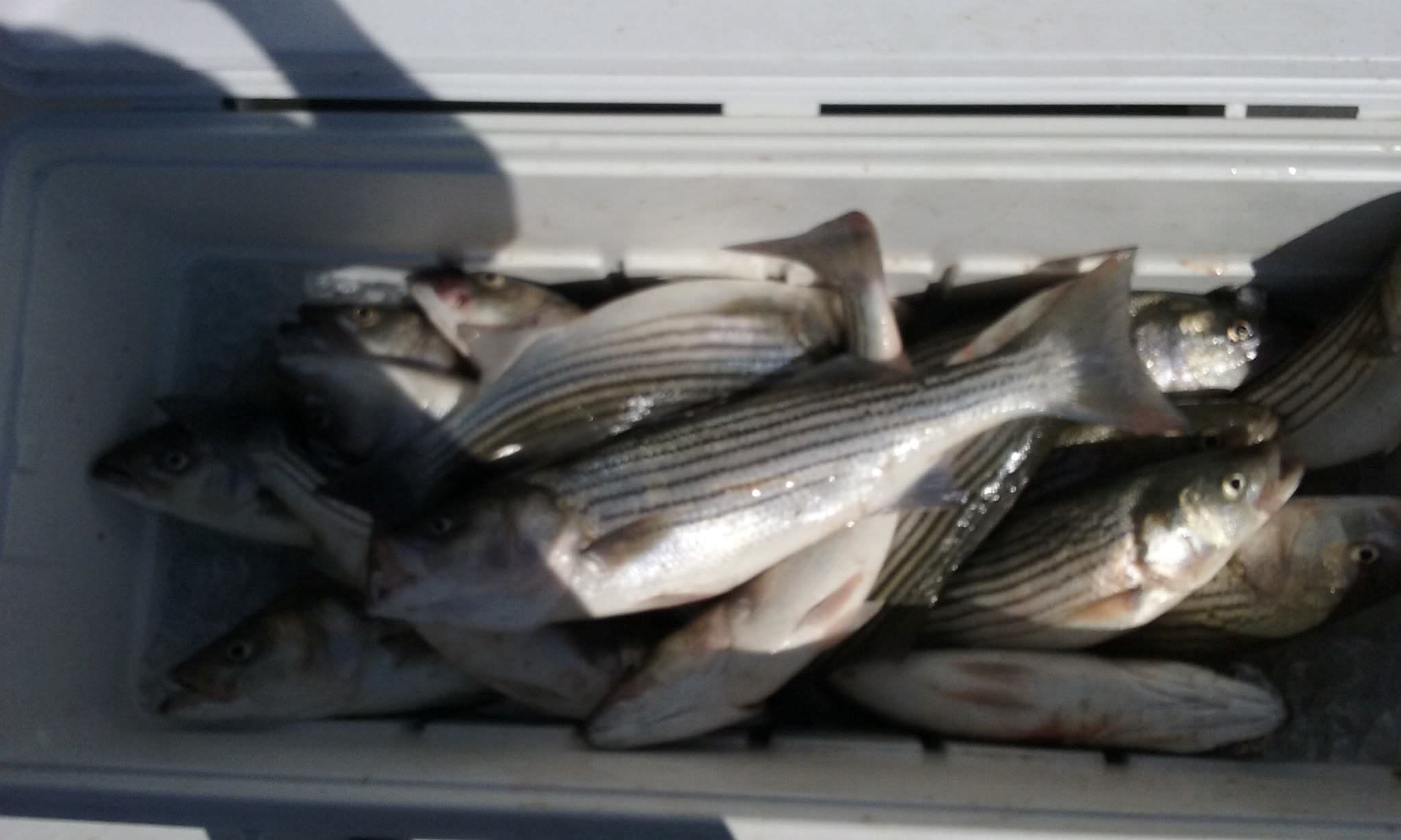 A Cooler Shot Of Chesapeake Bay Rockfish! Sawyer Chesapeake Bay Fishing Charters