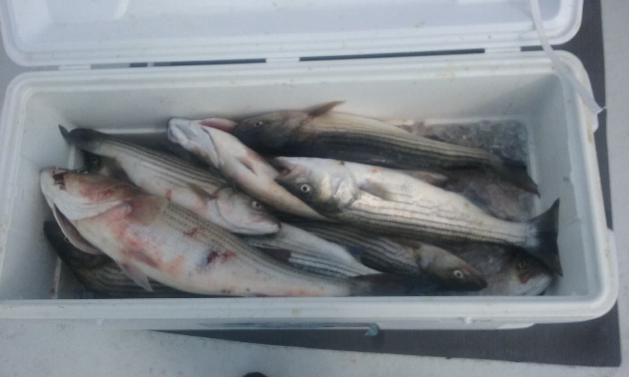 Another Cooler Full Of Rockfish Caught On A Chesapeake Bay Fishing Charter!