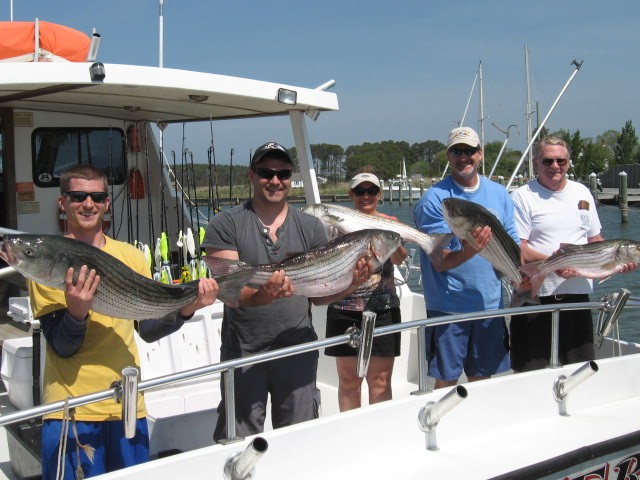 Trophy Chesapeake Bay Rockfish Caught While Trolling - Sawyer Chesapeake Bay Fishing Charters From Maryland's Eastern Shore!